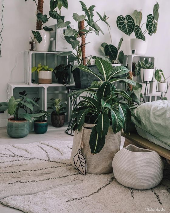 monstera plant rug Monstera Washable Rug